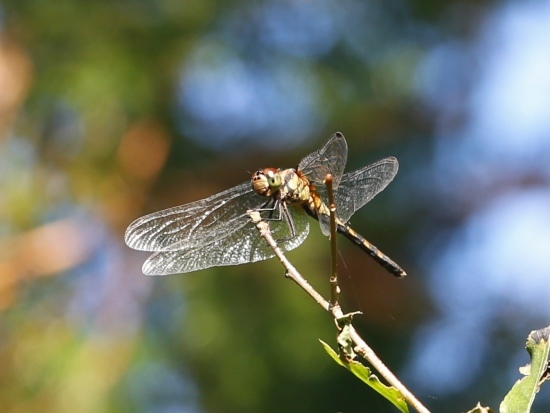 焰紅蜻蜓 ♀ 陽明山國家公園 竹子湖.jpg