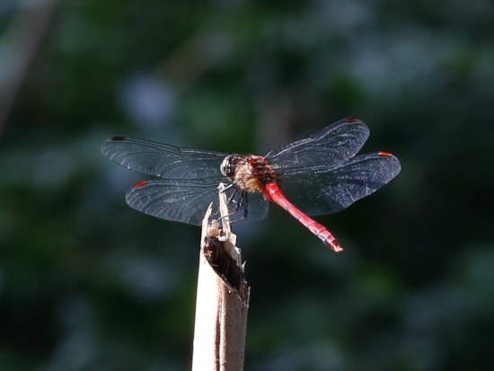 焰紅蜻蜓 ♂ 陽明山國家公園 竹子湖.jpg