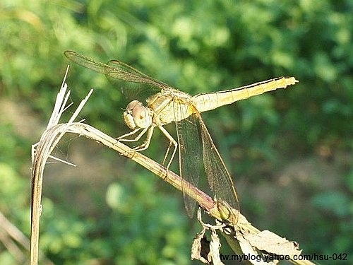 猩紅蜻蜓♀ 台北 內溝.jpg