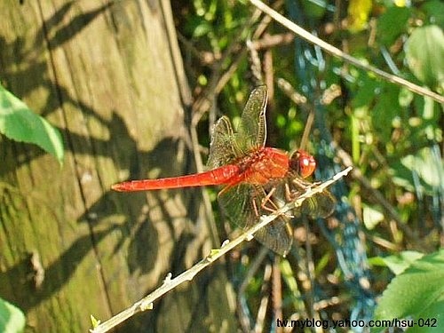猩紅蜻蜓♂ 台北 內溝.jpg