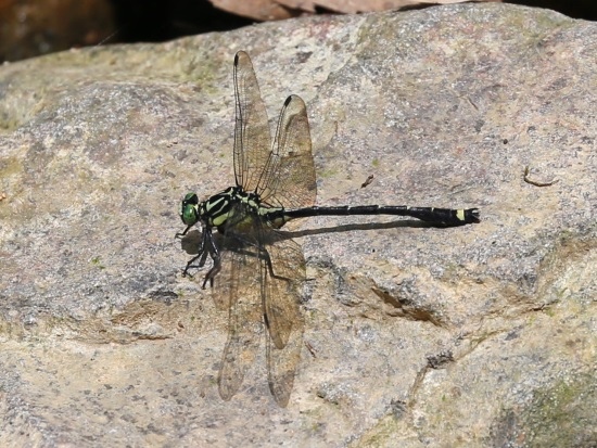 鈎紋春蜓 ♂蟲 陽明山國家公園 竹子湖.jpg