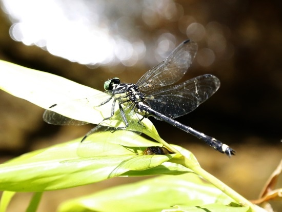 鈎紋春蜓 ♂蟲 新北 平溪 東勢格.jpg