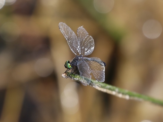 漆黑蜻蜓 汐止 夢湖(1).jpg