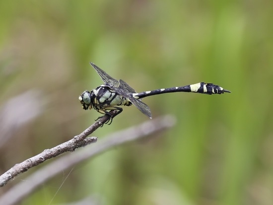 聯紋春蜓 新竹 關西 東山.jpg