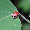 大食植瓢蟲 陽明山國家公園 大油坑(1).jpg