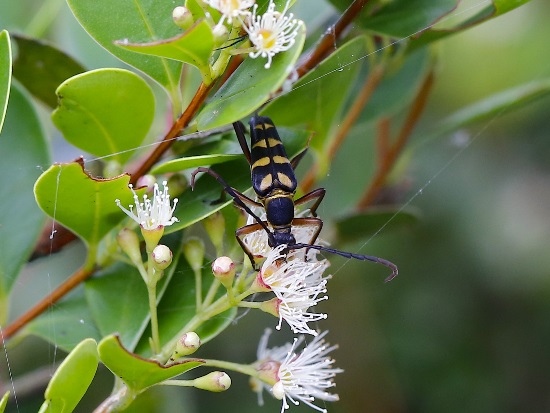 烏來花天牛 陽明山國家公園 大屯山.jpg