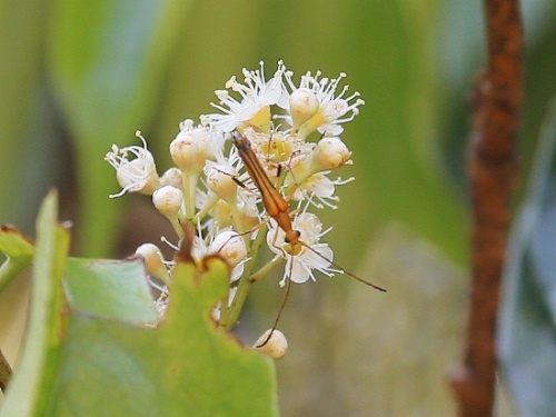 草山緣紋花天牛 桃園 復興山區.jpg