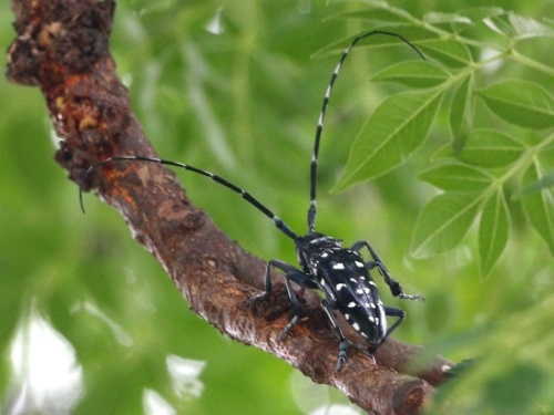 馬庫白星天牛 新竹 新豐 姜厝.jpg