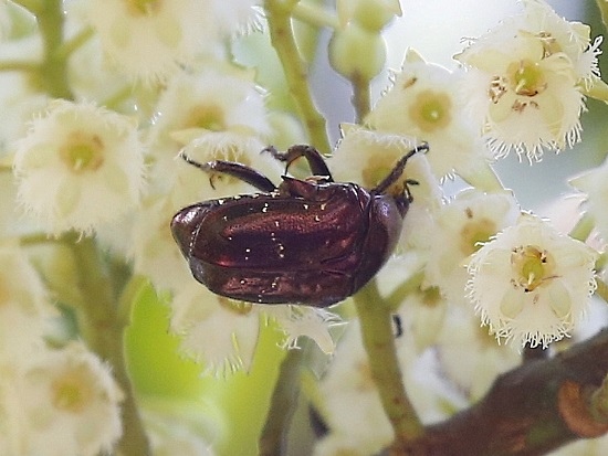 紫豔白點花金龜 三山國家風景區 獅頭山.jpg
