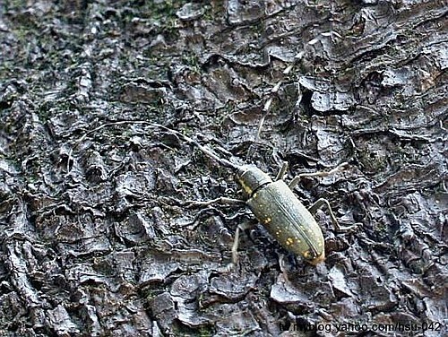 黃星天牛♀蟲 台北 新北投.jpg