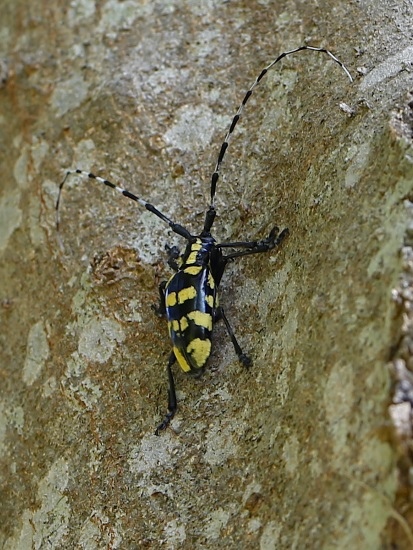 黃紋天牛 新竹 竹北.jpg