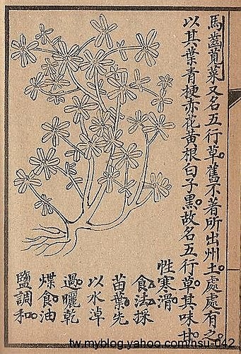 馬齒莧.jpg
