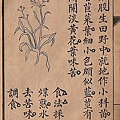 剪刀股 ( 兔兒菜 ).jpg