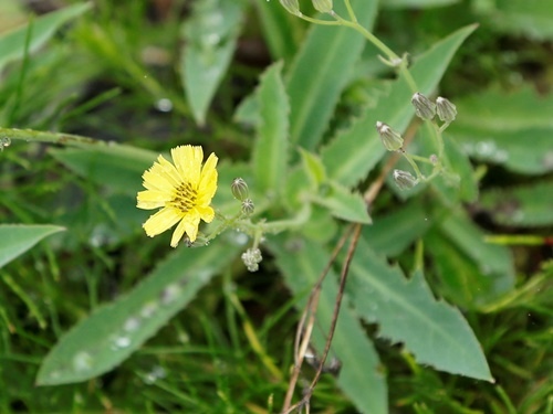 細葉假黃鵪菜 東澳 粉鳥林.jpg