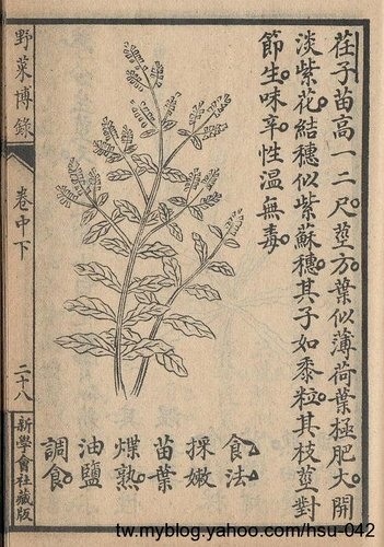 紫蘇.jpg