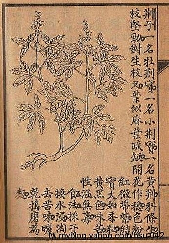 黃荊(埔姜).jpg