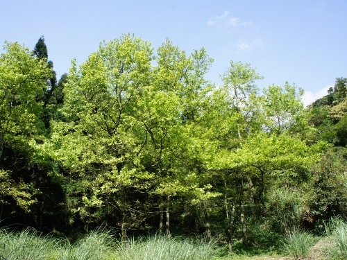 楓香林 冷擎步道.jpg