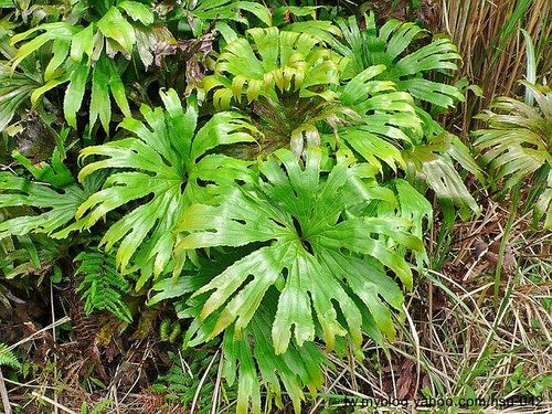 雙扇蕨 擎天崗.jpg