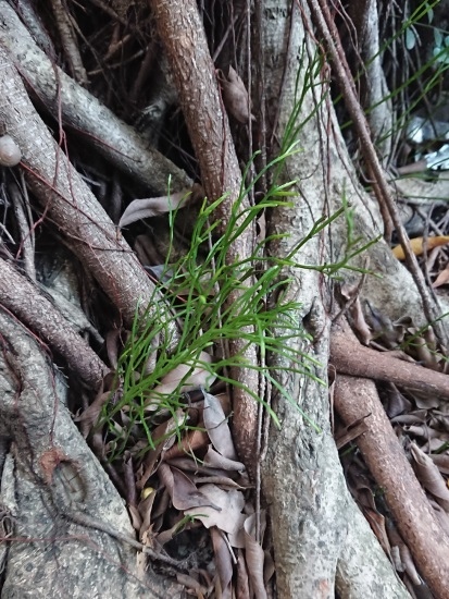 松葉蕨 台北市 民生社區(2).jpg 松葉蕨 台北市 民生社區(2).jpg