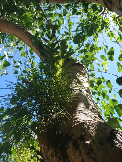 松葉蕨 台北市 民生社區(1).jpg 松葉蕨 台北市 民生社區(1).jpg