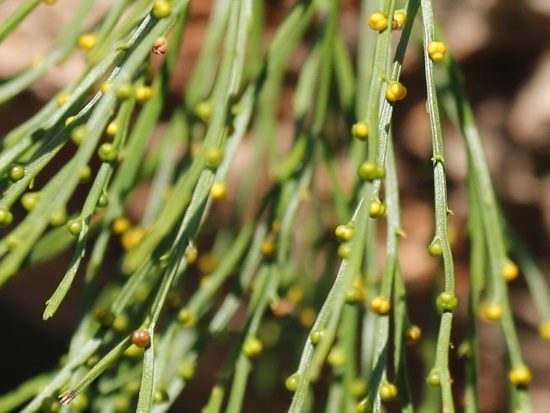 松葉蕨 台北市 民生社區(3).jpg 松葉蕨 台北市 民生社區(3).jpg