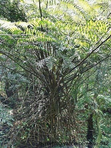 鬼桫欏 七星山.jpg