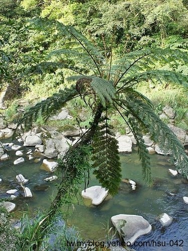筆筒樹 石碇.jpg