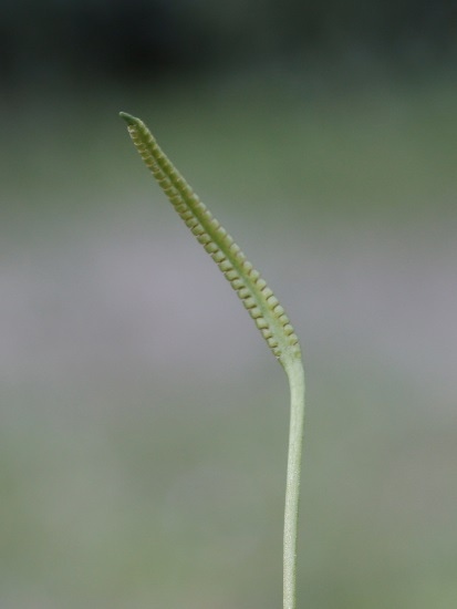 鈍頭瓶爾小草 台北市家中陽台.jpg