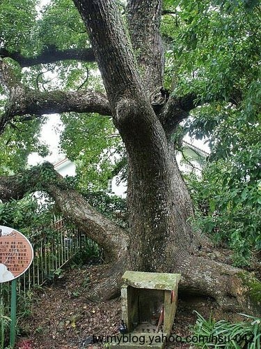 三洽坑百壽 老樟.jpg