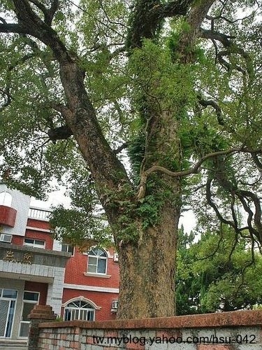 三灣  大河底 牛樟樹.jpg