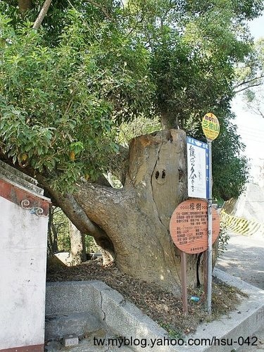 三灣 銅鏡老樟(2).jpg