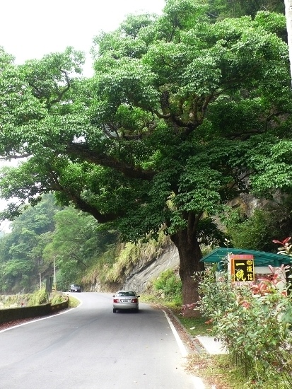 大湖 大南村 大茄苳樹(1).jpg