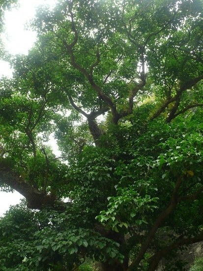 大湖 大南村 大茄苳樹.jpg
