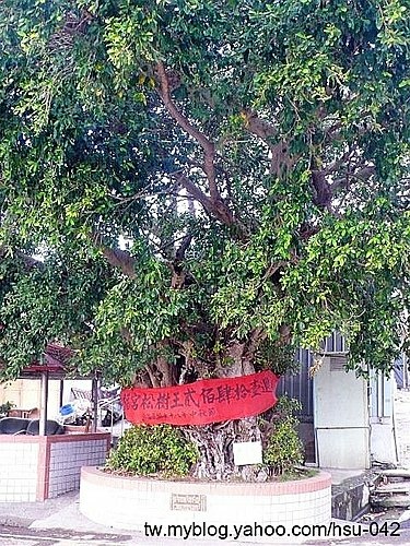 大園 尖山榕(松)樹王.jpg