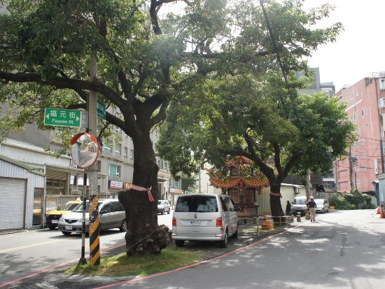 大檜溪福元宮前的 茄冬樹.jpg