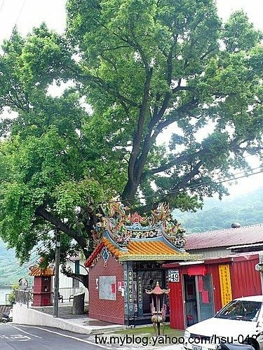 五股 直坑 楓香老樹.jpg