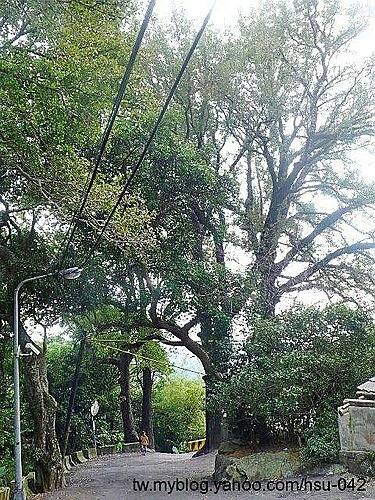 北投 登山路 楓香老樹.jpg