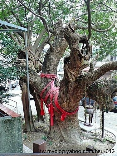 台北 內湖 仙樹公(老樟樹).jpg