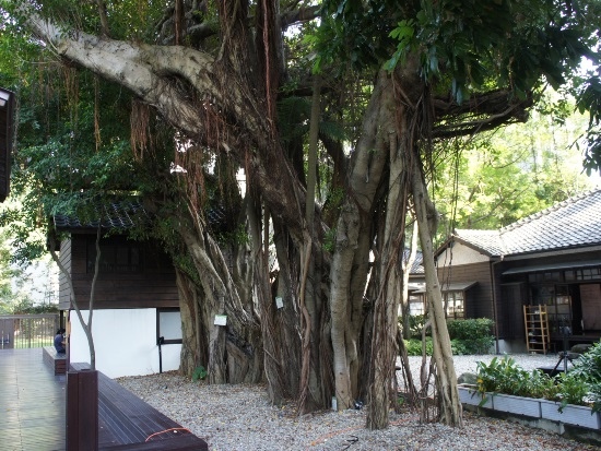 台北市區 台灣文學基地 榕樹.jpg