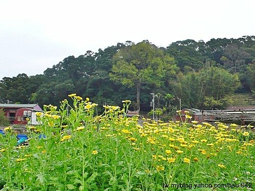 田園遠望百年楓香 (楊梅).jpg