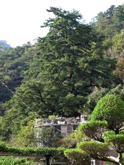谷關 台灣五葉松神木(1).jpg