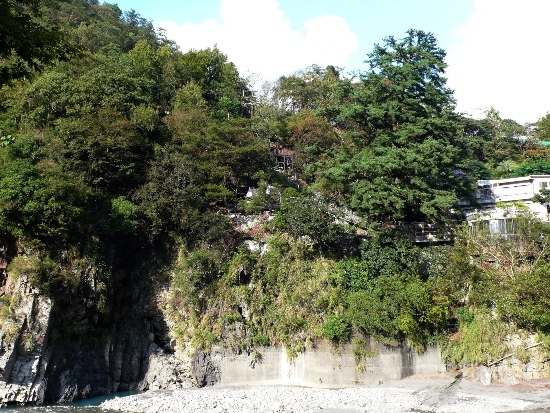 谷關 台灣五葉松神木.jpg
