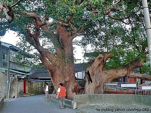 苗栗 鶴岡之寶.jpg