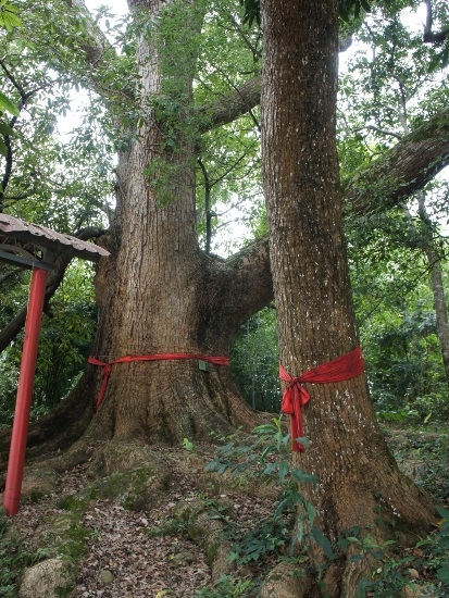 新社 水頭神木(1).jpg