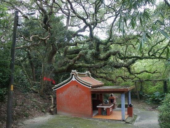 楊梅 六福祠大樟樹.jpg