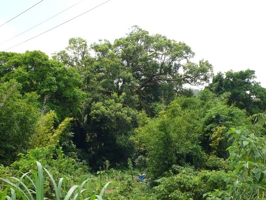 關西 老社寮大樟樹.jpg