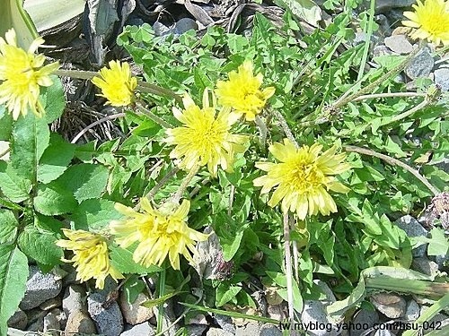 台灣蒲公英 %26; 西洋蒲公英1.jpg 台灣蒲公英 %26; 西洋蒲公英1.jpg