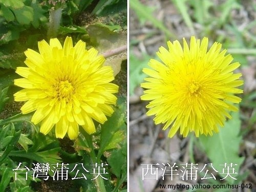 台灣蒲公英 %26; 西洋蒲公英2.jpg 台灣蒲公英 %26; 西洋蒲公英2.jpg