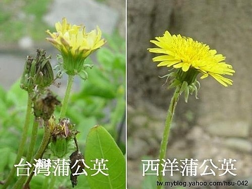 台灣蒲公英 %26; 西洋蒲公英3.jpg 台灣蒲公英 %26; 西洋蒲公英3.jpg