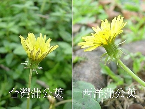 台灣蒲公英 %26; 西洋蒲公英4.jpg 台灣蒲公英 %26; 西洋蒲公英4.jpg